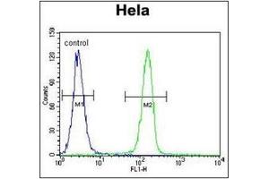 Flow Cytometric analysis of Hela cells using SELV Antibody (C-term) Cat. (Selenoprotein V 抗体  (C-Term))
