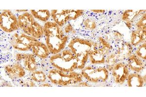ABIN184795 (5µg/ml) staining of paraffin embedded Human Kidney. (AKR1A1 抗体  (C-Term))