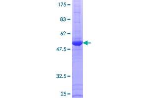 ERAS Protein (AA 1-233) (GST tag)