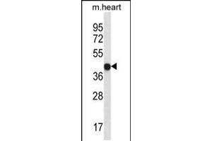 Western blot analysis in mouse heart tissue lysates (35ug/lane). (LPAR6 抗体  (AA 106-134))