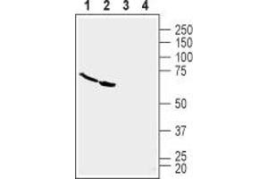 Western Blotting (WB) image for anti-Tumor Necrosis Factor Receptor Superfamily, Member 19 (TNFRSF19) (AA 75-88), (Extracellular) antibody (ABIN7043868)