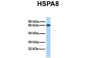 Western Blotting (WB) image for anti-Heat Shock 70kDa Protein 8 (HSPA8) (N-Term) antibody (ABIN2783374)