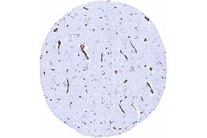 Immunohistochemistry (IHC) image for anti-Solute Carrier Family 2 (Facilitated Glucose Transporter), Member 1 (SLC2A1) (AA 203-305) antibody (ABIN7477481)