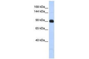 Image no. 1 for anti-Matrilin 2 (MATN2) (AA 791-840) antibody (ABIN6741404) (MATN2 抗体  (AA 791-840))