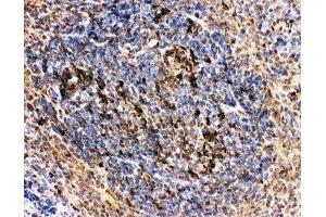 IHC-P: CD10 antibody testing of mouse spleen tissue (MME 抗体  (AA 52-750))