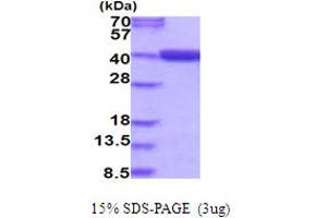 SDS-PAGE (SDS) image for Methylenetetrahydrofolate Dehydrogenase (NADP+ Dependent) 2, Methenyltetrahydrofolate Cyclohydrolase (MTHFD2) (AA 30-350) protein (His tag) (ABIN5854086) (MTHFD2 Protein (AA 30-350) (His tag))