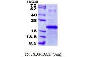Figure annotation denotes ug of protein loaded and % gel used. (IFNA7 蛋白)