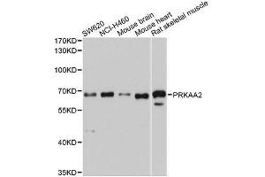 Western blot analysis of extracts of various cell lines, using PRKAA2 antibody. (PRKAA2 抗体  (AA 343-552))