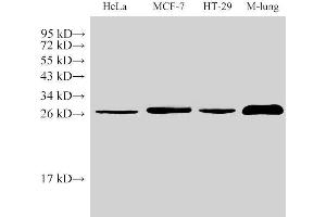 Western Blot analysis of 1)Hela, 2)MCF-7, 3)HT-29, 4)Mouse Lung using LGALS3 Polycloanl Antibody at dilution of 1:1000 (Galectin 3 抗体)