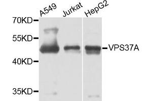 Western blot analysis of extracts of various cells, using VPS37A antibody. (VPS37A 抗体)