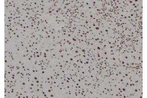 ABIN6279494 at 1/100 staining Mouse liver tissue by IHC-P. (HOXC13 抗体  (C-Term))