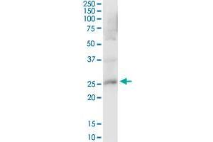 Western Blotting (WB) image for anti-Peroxiredoxin 4 (PRDX4) (AA 1-271) antibody (ABIN1327694)