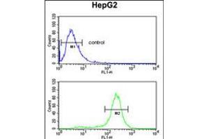 Flow cytometric analysis of HepG2 cells (bottom histogram) compared to a negative control cell (top histogram). (MASTL 抗体)