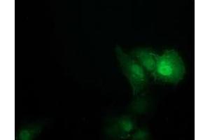 Anti-SOCS3 mouse monoclonal antibody (ABIN2454641) immunofluorescent staining of COS7 cells transiently transfected by pCMV6-ENTRY SOCS3 (RC209305). (SOCS3 抗体)