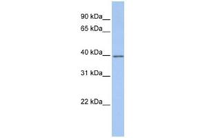 WB Suggested Anti-GNAI2 Antibody Titration: 0. (GNAI2 抗体  (Middle Region))