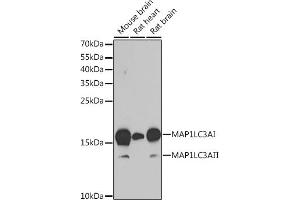Western blot analysis of extracts of various cell lines, using MLC3A antibody (ABIN6134219, ABIN6143466, ABIN6143468 and ABIN6215215) at 1:1000 dilution. (MAP1LC3A 抗体  (AA 1-100))