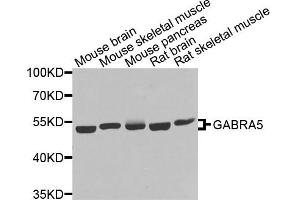 Western blot analysis of extracts of various cell lines, using GABRA5 antibody. (GABRA5 抗体)