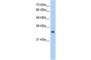 NPDC1 antibody used at 2. (NPDC1 抗体  (N-Term))