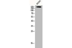 Western Blot analysis of AD293 cells using CEP170 Polyclonal Antibody (CEP170 抗体  (Internal Region))