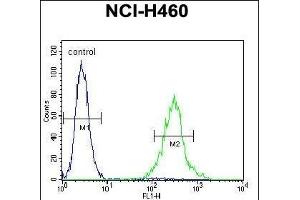 UN Antibody (C-term) (ABIN655686 and ABIN2845145) flow cytometric analysis of NCI- cells (right histogram) compared to a negative control cell (left histogram). (PRSS55 抗体  (C-Term))
