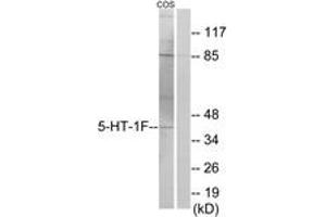 Western blot analysis of extracts from COS7 cells, using 5-HT-1F Antibody. (HTR1F 抗体  (AA 101-150))