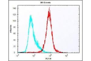 Overlay histogram showing colon26 cells stained with (ABIN6242268 and ABIN6577912) (red line). (Claudin 6 抗体  (C-Term))