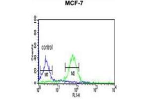 WDR37 Antibody (C-term) flow cytometric analysis of MCF-7 cells (right histogram) compared to a negative control cell (left histogram). (WDR37 抗体  (C-Term))