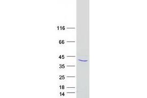Western Blotting (WB) image for Apolipoprotein L, 3 (APOL3) protein (Myc-DYKDDDDK Tag) (ABIN2714842)