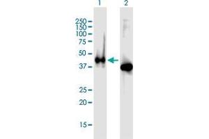 Western Blot analysis of APLNR expression in transfected 293T cell line by APLNR MaxPab polyclonal antibody. (Apelin Receptor 抗体)
