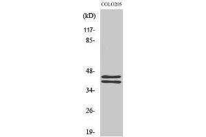 Western Blotting (WB) image for anti-Mitogen-Activated Protein Kinase 1/3 (MAPK1/3) (C-Term) antibody (ABIN3175016) (ERK1/2 抗体  (C-Term))
