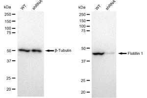 Western blotting analysis using Flotillin 1 antibody (ABIN7798632). (Recombinant Flotillin 1 抗体)