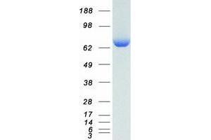 Western Blotting (WB) image for Lysyl-tRNA Synthetase (KARS) (Transcript Variant 2) protein (Myc-DYKDDDDK Tag) (ABIN2723974)