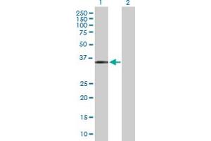 Western Blot analysis of MAGEF1 expression in transfected 293T cell line by MAGEF1 MaxPab polyclonal antibody. (MAGEF1 抗体  (AA 1-307))