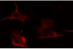 ABIN6275310 staining RAW264. (VGF 抗体  (Internal Region))