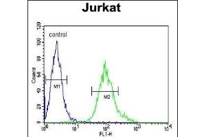 GNB1 Antibody (N-term) (ABIN651226 and ABIN2840141) flow cytometric analysis of Jurkat cells (right histogram) compared to a negative control cell (left histogram).
