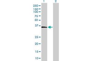 Western Blot analysis of FBP1 expression in transfected 293T cell line by FBP1 MaxPab polyclonal antibody. (FBP1 抗体  (AA 1-338))