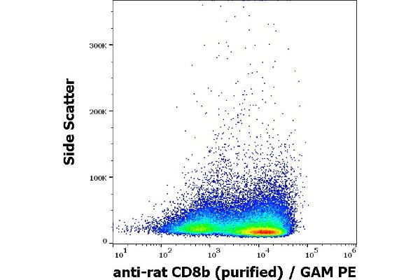 CD8B 抗体