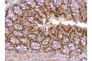 IHC-P Image KLF4 antibody detects KLF4 protein at nucleus on mouse colon by immunohistochemical analysis. (KLF4 抗体)