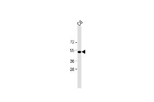 All lanes : Anti-PSMC2 Antibody at 1:1000 dilution + C6 cell lysate Lysates/proteins at 20 μg per lane. (PSMC2 抗体)