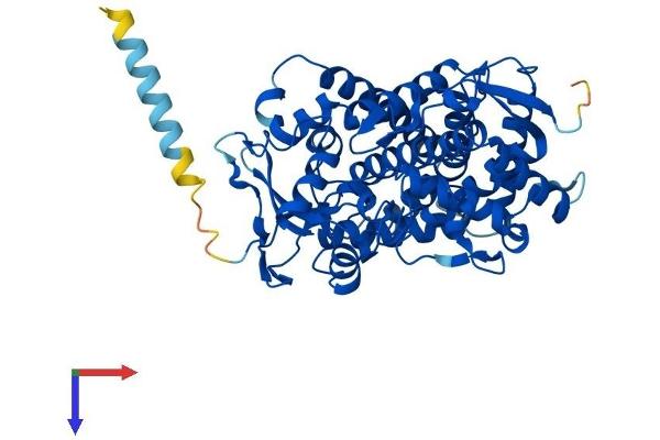 CYP2S1 Protein (AA 1-501) (His tag)