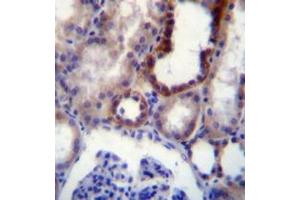 Immunohistochemistry analysis in formalin fixed and paraffin embedded (FFPE) human kidney tissue using CD316 / IGSF8 Antibody , followed by peroxidase conjugation of the secondary antibody and DAB staining. (IGSF8 抗体  (Middle Region))
