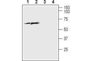 Western blot analysis of rat cortex lysate (lanes 1 and 3) and mouse brain lysate (lanes 2 and 4): - 1,2. (SLC17A7 抗体  (Cytosolic, N-Term))