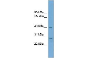 WB Suggested Anti-ATPAF1 Antibody Titration: 0. (ATPAF1 抗体  (Middle Region))