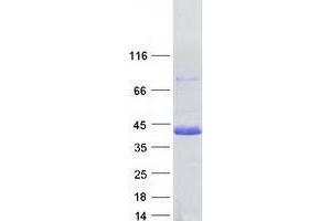 Western Blotting (WB) image for Upstream Transcription Factor 2, C-Fos Interacting (USF2) (Transcript Variant 2) protein (Myc-DYKDDDDK Tag) (ABIN2735080)