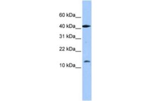 Western Blotting (WB) image for anti-LOC727817 (LOC727817) antibody (ABIN2463384) (LOC727817 抗体)