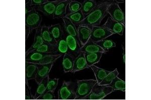 Immunofluorescence staining of PFA-fixed HeLa cells using Histone H1 Mouse Monoclonal Antibody (AE-4) followed by goat anti-mouse IgG-CF488 (green).