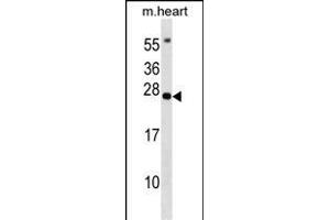 BCL7B Antibody (C-term) (ABIN1536707 and ABIN2848811) western blot analysis in mouse heart tissue lysates (35 μg/lane). (BCL7B 抗体  (C-Term))