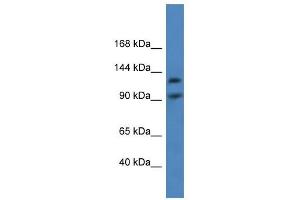 Western Blot showing LONP2 antibody used at a concentration of 1-2 ug/ml to detect its target protein. (LONP2 抗体  (C-Term))