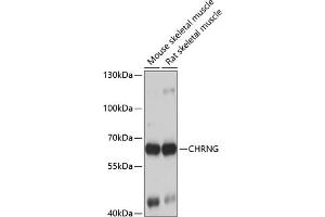 Western blot analysis of extracts of various cell lines, using CHRNG antibody (ABIN6129873, ABIN6138600, ABIN6138601 and ABIN6223867) at 1:1000 dilution. (CHRNG 抗体  (AA 328-517))