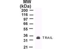 Image no. 1 for anti-Tumor Necrosis Factor (Ligand) Superfamily, Member 10 (TNFSF10) (AA 17-35) antibody (ABIN207859)